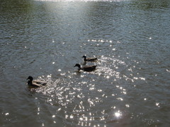 Anas platyrhynchos domesticus