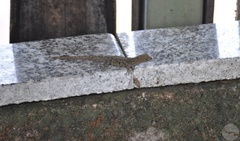 Gonatodes albogularis