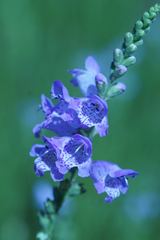 Physostegia pulchella