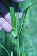Physostegia pulchella
