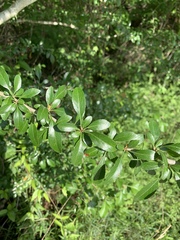 Crataegus brachyacantha