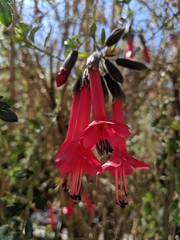 Cantua buxifolia
