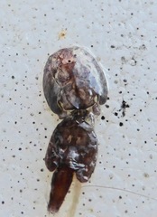 Caligidae