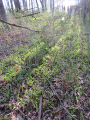 Cystopteris protrusa