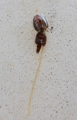 Caligidae