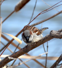 Passer domesticus