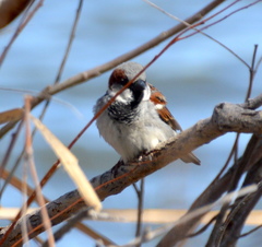 Passer domesticus