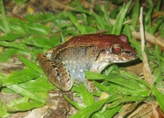 Leptodactylus poecilochilus