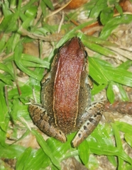 Leptodactylus poecilochilus