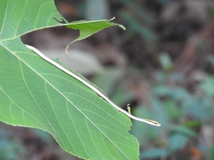 Dendrelaphis girii