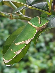 Papilio polytes