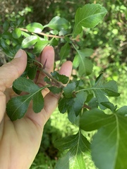 Crataegus brachyacantha