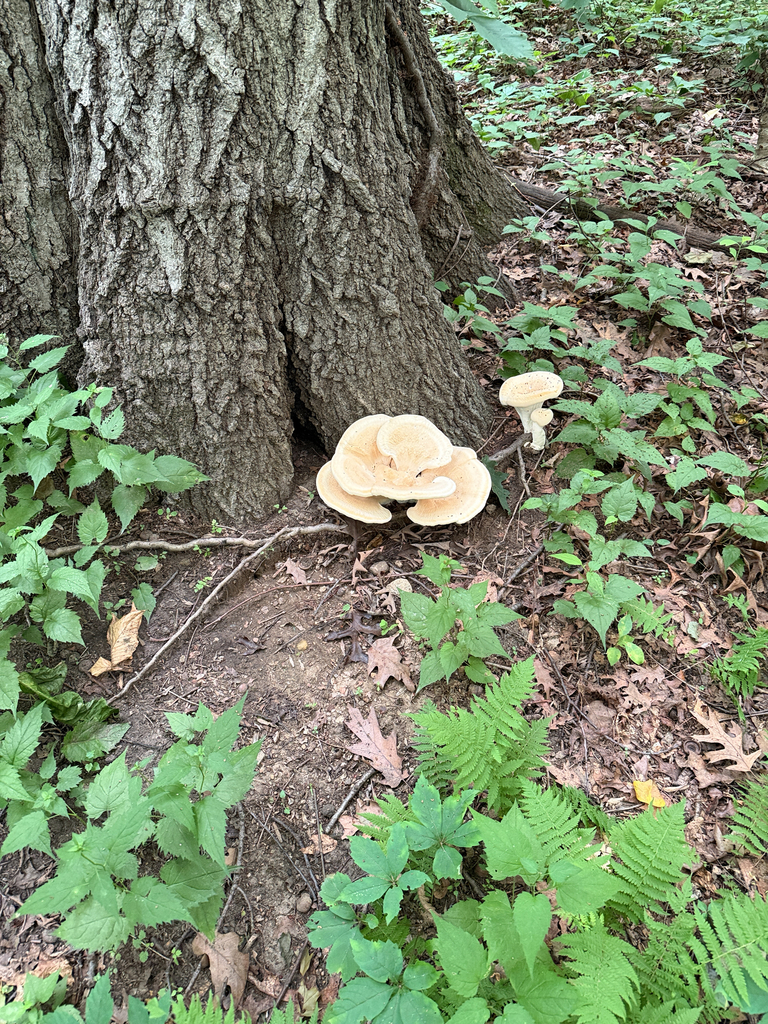 Berkeley's Polypore · July 2026 · photo: Photo: (c) betsyyyy, some rights reserved (CC BY) · iNaturalist