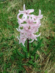Hyacinthus