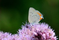 Satyrium acadica