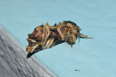 Callopistria repleta