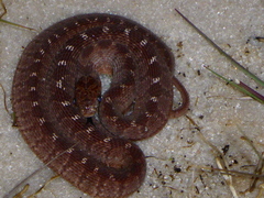 Dasypeltis confusa