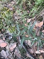 Senecio gunnii