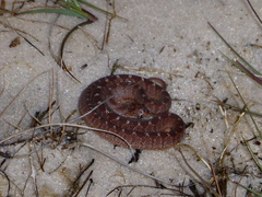 Dasypeltis confusa