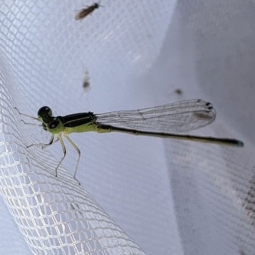 Ischnura asiatica