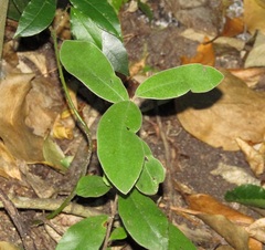 Pittosporum crassifolium