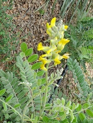 Sophora tomentosa