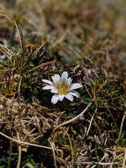 Hypochaeris taraxacoides