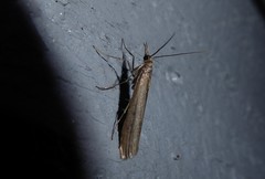 Orocrambus cyclopicus