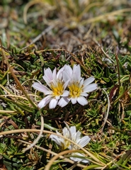 Hypochaeris taraxacoides