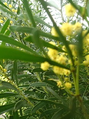 Acacia uncifolia