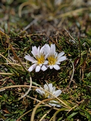 Hypochaeris taraxacoides