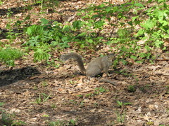 Sciurus carolinensis
