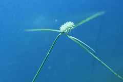 Cyperus sesquiflorus