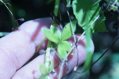 Nemophila phacelioides