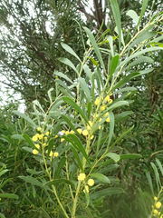 Acacia uncifolia