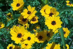Coreopsis basalis