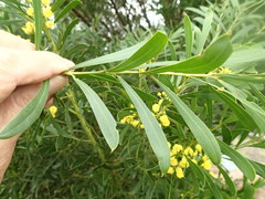Acacia uncifolia