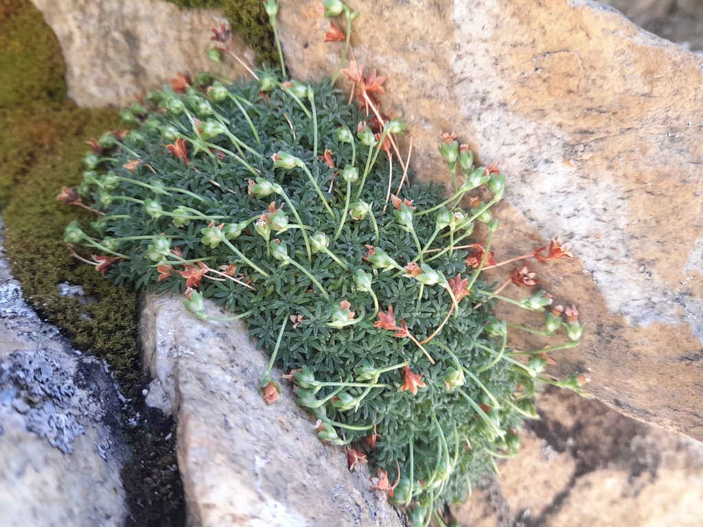 Androsace pyrenaica; photograph (c) Flavien Saboureau, some rights reserved (CC BY)