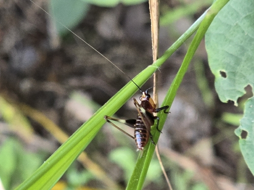 Black-kneed Meadow Katydid