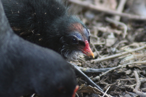 Gallinule poule-d'eau, jeune