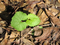 Alliaria petiolata
