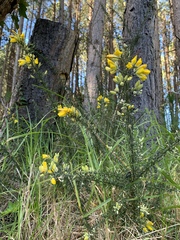 Ulex europaeus, recorded flowering