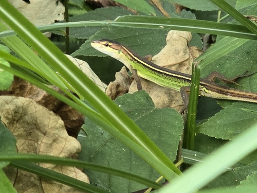 China Grass Lizard
