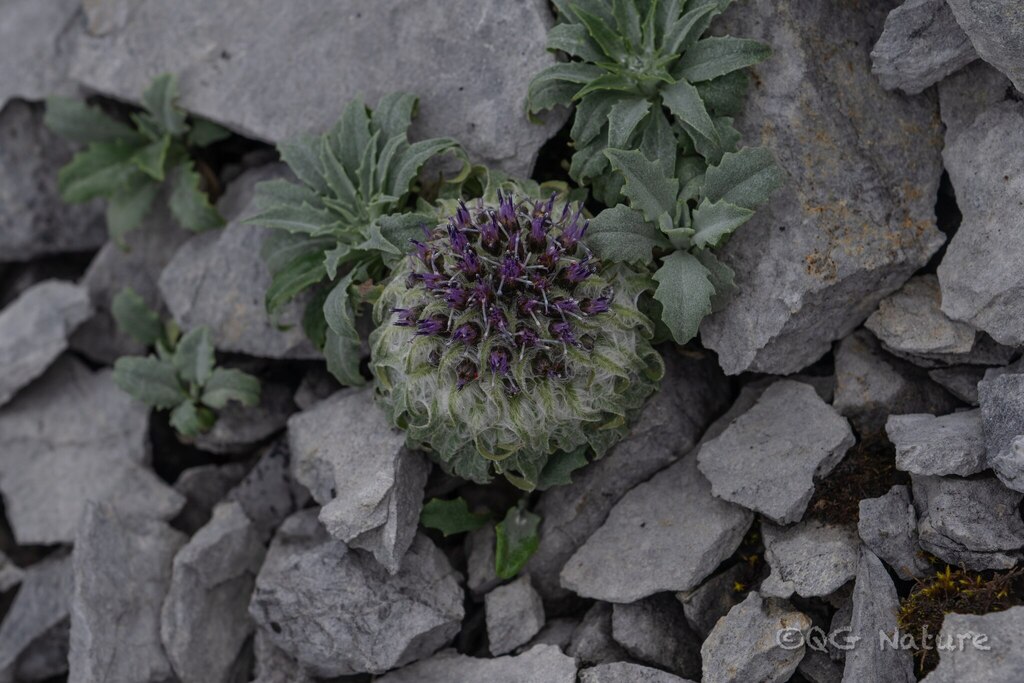 Saussurea quercifolia; photograph (c) Wang.QG, some rights reserved (CC BY)