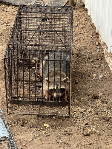 Common Raccoon