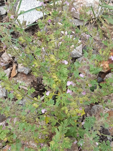 Teucrium botrys, photograph 4