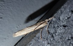 Orocrambus cyclopicus