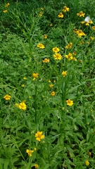 Helenium amphibolum