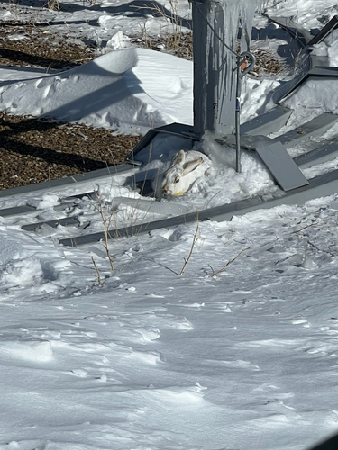 White-tailed Jackrabbit