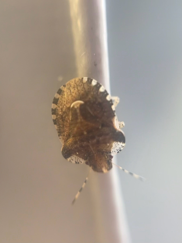 White-shouldered Shieldbug